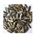 New Crop Dried Sunflower Seeds Raw or Roasted Sunflower Seeds